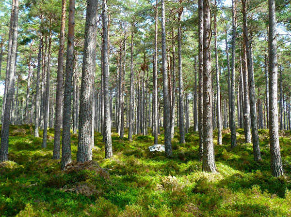 Wohnkonzept Forest
